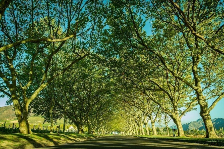 Win an overnight stay at the reimagined Lanzerac Hotel & Spa in Stellenbosch