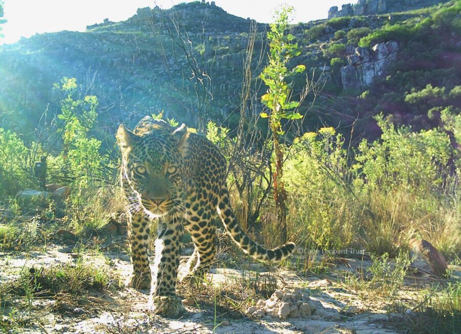 Simonsberg Conservancy and Cape Leopard Trust Walk For The Wild
